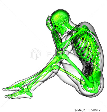 3D medical illustration of the human skeletonのイラスト素材 [15081760] - PIXTA