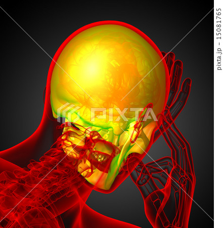 3d render medical illustration of the human skull 15081765