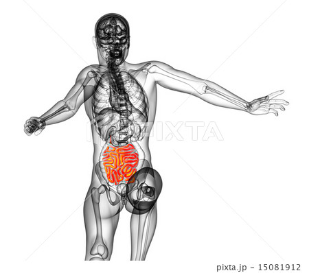 3d render illustration of the small intestine 15081912