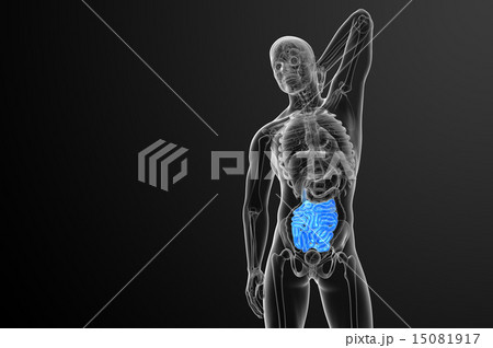3d rendered illustration of the small intestine 3d rendered illustration of the small intestine 15081917