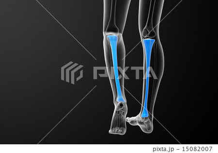 3d render medical illustration of the tibia bone 15082007