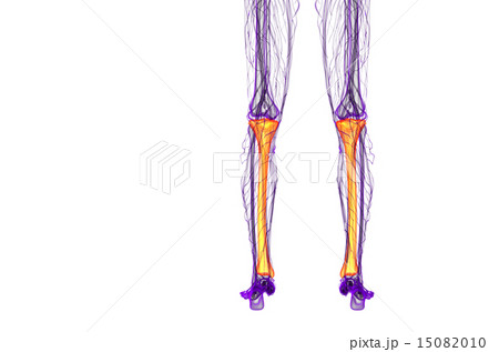 3d render medical illustration of the tibia bone 15082010