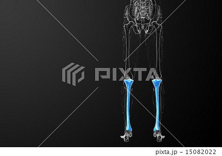 3d render medical illustration of the tibia bone 15082022