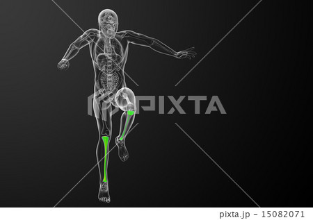 3d render medical illustration of the tibia bone 15082071