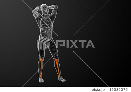 3d render medical illustration of the tibia bone 3d render medical illustration of the tibia bone 15082076