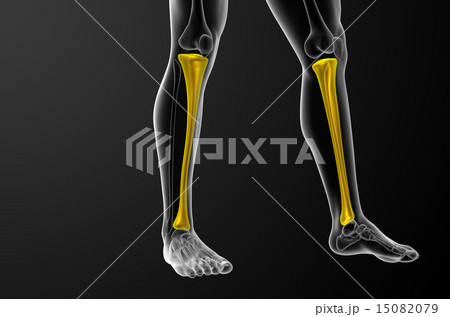3d render medical illustration of the tibia bone 15082079