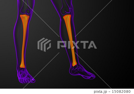 3d render medical illustration of the tibia bone 15082080