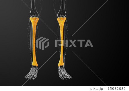 3d render medical illustration of the tibia bone 15082082