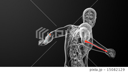 3d render medical illustration of the ulna bone 15082129