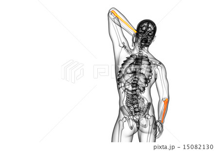 3d render medical illustration of the ulna bone 15082130