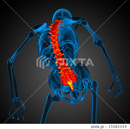 3d render medical illustration of the human spine 3d render medical illustration of the human spine 15082334