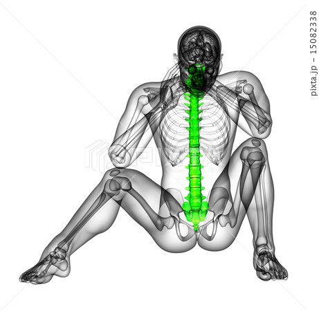 3d render medical illustration of the human spine 15082338