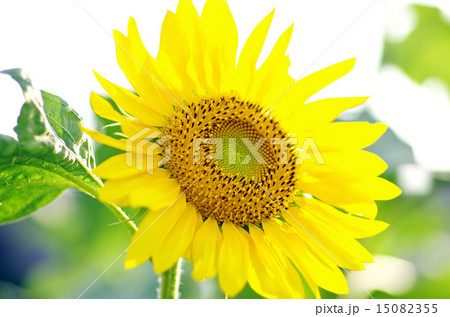 ヒマワリ 15082355