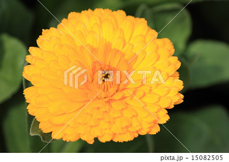 カレンデュラ 15082505