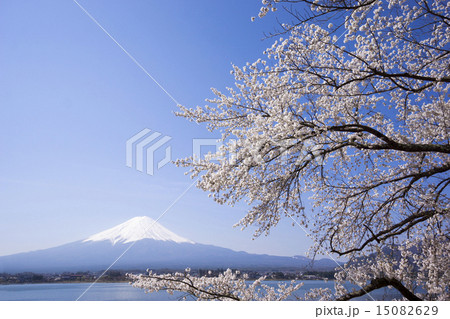 富士山と満開の桜 ソメイヨシノ 河口湖北岸 富士山と満開の桜 ソメイヨシノ 河口湖北岸 15082629