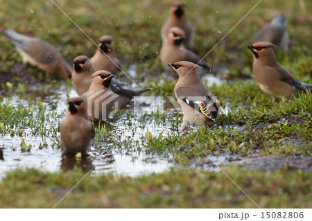 キレンジャク　素敵な後姿 15082806