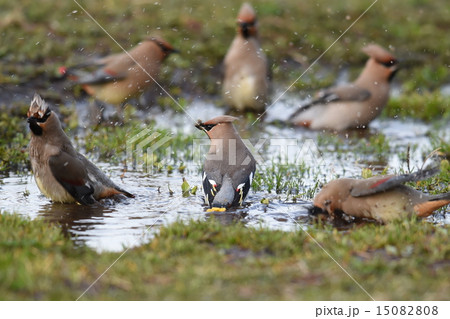 キレンジャク 見返り美人 キレンジャク 見返り美人 15082808