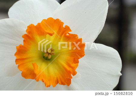 スイセン スイセン 15082810