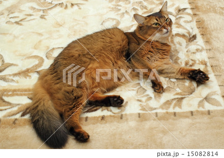 ソマリ ソマリ 15082814