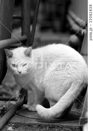 地域猫 地域猫 15082838