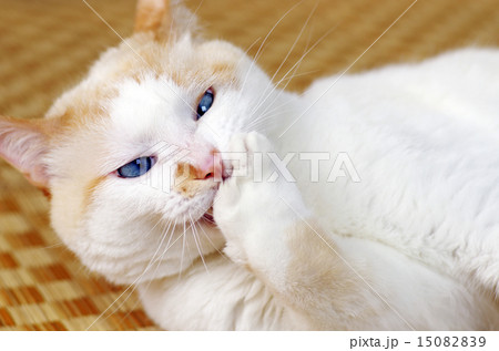 機嫌の悪い猫 15082839