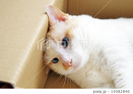 物憂げな猫 物憂げな猫 15082840