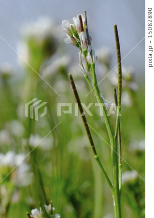 タネツケバナ 15082890