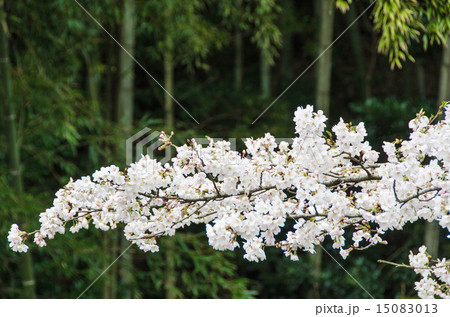 桜　竹林バック　 15083013