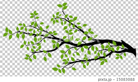 Tree Branch With Leaves Vector Illustration. Cartoon Drawing Of Part Of Tree,  Wood, Timber And Lumber Isolated On White Background. Construction  Materials, Forestry Concept Royalty Free SVG, Cliparts, Vectors, and Stock  Illustration.