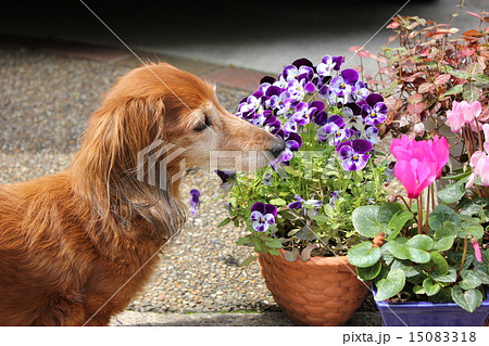 老犬と花 老犬と花 15083318