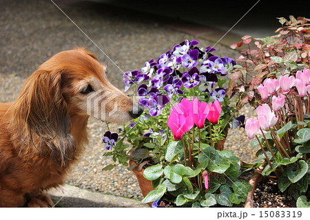 老犬と花 老犬と花 15083319