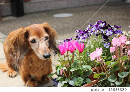 老犬と花 老犬と花 15083320