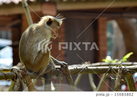 little monkey sitting on railing and thinking  15083802