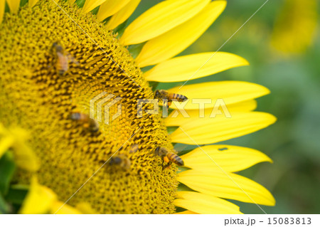 ミツバチとヒマワリ 15083813