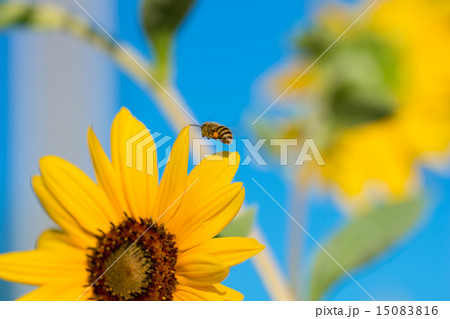 ミツバチとヒマワリ 15083816