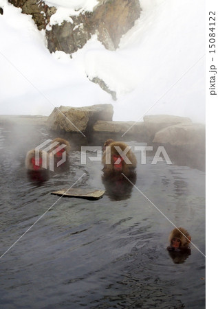 温泉に入る猿 温泉に入る猿 15084122