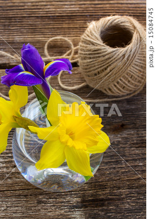 easter daffodil easter daffodil 15084745