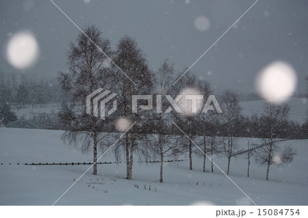 雪降る美瑛 15084754