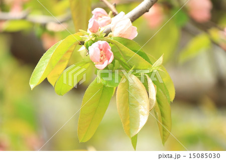 カリンの花 15085030