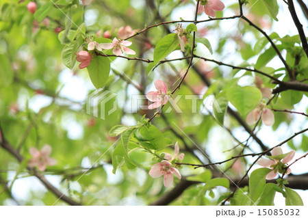 カリンの花 カリンの花 15085032