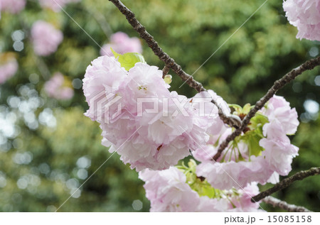 松月という八重桜 15085158