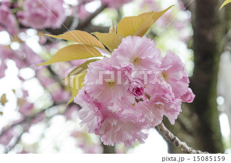 関山という八重桜 15085159