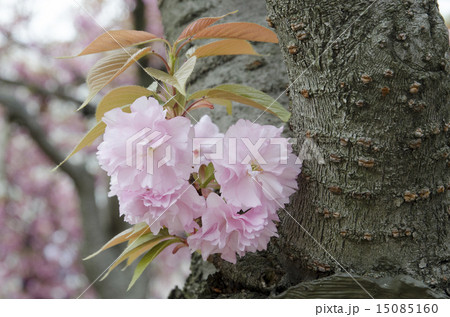 関山という八重桜 15085160
