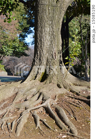 スダジイ スダジイ 15085190