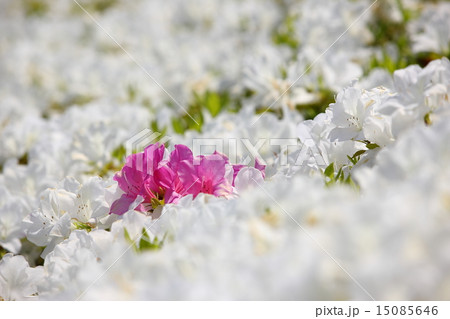 つつじ 15085646