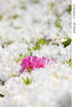 つつじ 15085647