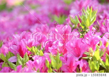 つつじ 15085648