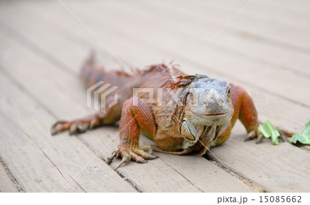 イグアナ 15085662