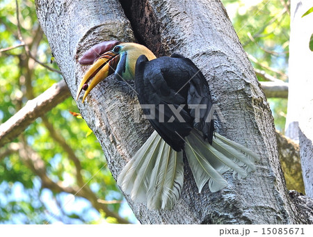 熱帯雨林の鳥 希少鳥類 熱帯雨林の鳥 希少鳥類 15085671