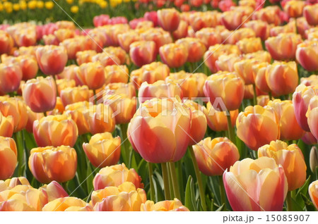 明石海峡公園 淡路花博 チューリップ畑 オレンジ系 明石海峡公園 淡路花博 チューリップ畑 オレンジ系 15085907